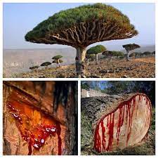 Dragon’s Blood: One of the Most Potent Sources of Antioxidants on the Planet