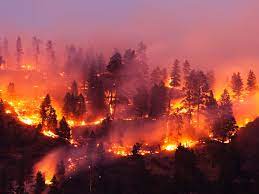 Heart Dangers From Wildfires Smoke