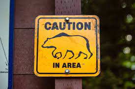 Man Dies in Bear Attack at Arizona Campsite