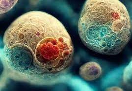 Synthetic Human Embryos Are Created, Raises Questions