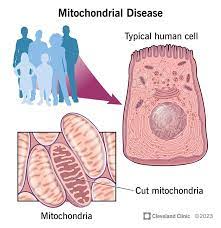 Mitochondrial Dysfunction in Heart, Kidneys, Liver After COVID, Doctors Share Ways to Heal
