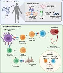 COVID-19 mRNA Vaccines Reduce Immune Response to Other Infections, Potential Concern of Immune Deficiency