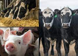 Meat From Animals Vaccinated With mRNA Vaccines May Soon Make Its Way Into the US Food Supply