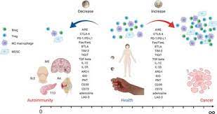 Protein Found to Manage Autoimmune Conditions and Potentially Target Cancer