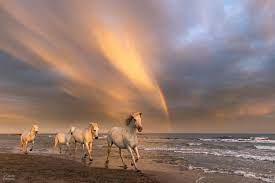 Magnificent Photos of the Ancient 'Horse of the Sea' That Emperors Used on the Battlefield