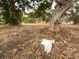 Birds Drop From Trees as Temperatures Soar in Western Australia Outback
