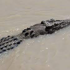 Deckhands ‘Swam Croc-Infested Waters to Escape’ Skipper in Queensland