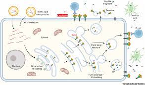 Moderna Scientists Warn mRNA Vaccines Carry Toxicity Risks