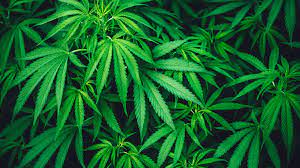 Violence Plagues California’s Illicit Cannabis Market, Deals Gone Wrong Prove Deadly