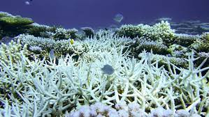 Mass Coral Bleaching Occurring on Most of Barrier Reef