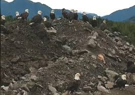 City of Prince Rupert Says 19 Eagles Dead at Landfill Due to ‘Deleterious’ Substance