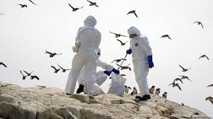 Risk of Bird Flu Spreading to Humans Is Great Concern: World Health Organization