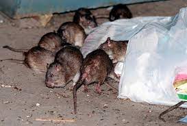 New York Officials Warn of Monkeypox Surge After Sounding Alarm on Deadly Disease Caused by Rat Urine