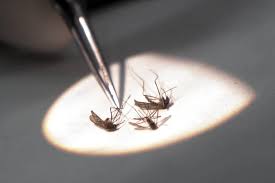 2 Dead From West Nile Virus In N.J, U.S. Death Toll Rises To 5