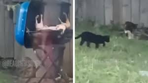 Shocking Video Shows African Migrants Grilling Cats in Ohio Town in 2023