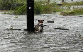 DeSantis Vows To Punish Floridians Who Leave Their Dogs Tied Up And Abandoned During Hurricanes